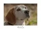 carousel chooser